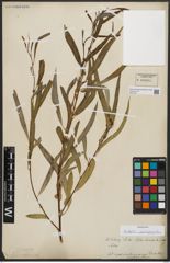 Foto von Salix acmophylla Boiss.